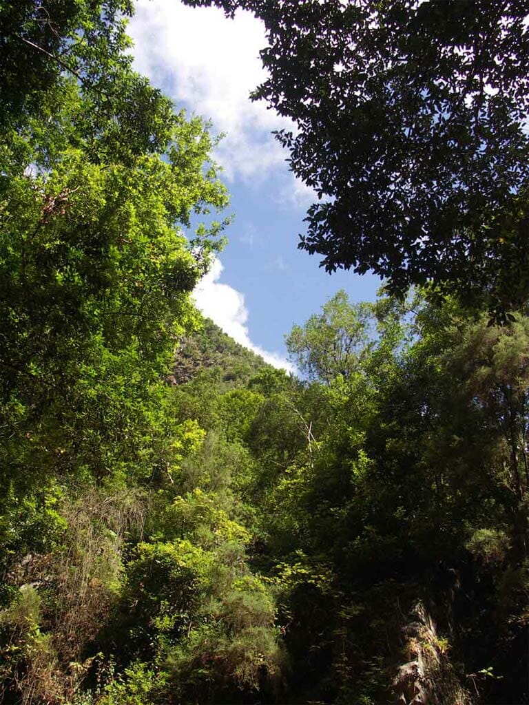 Forêt de lauriers à Los Tilos, La Palma